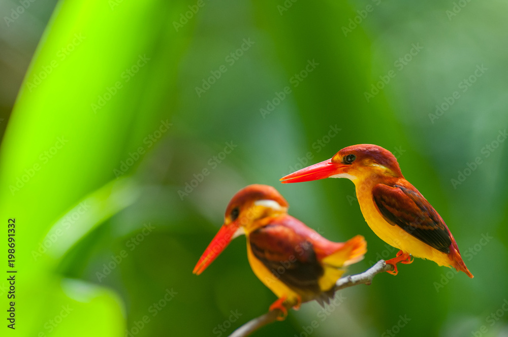 Fototapeta premium Female and male Rufous-backed Kingfisher bird(Ceyx Rufidorsa), smallest species of Kingfisher on the tree branch eating small fish with green nature background.Colorful bird with bokeh background.