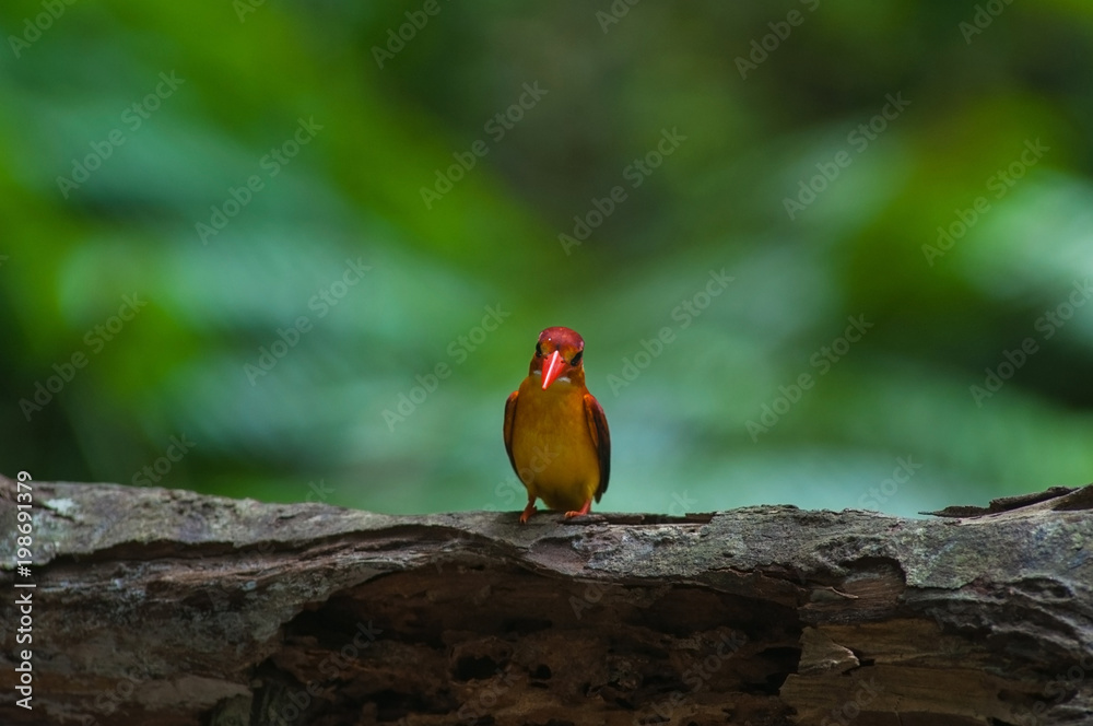 Obraz premium Female and male Rufous-backed Kingfisher bird(Ceyx Rufidorsa), smallest species of Kingfisher on the tree branch eating small fish with green nature background.Colorful bird with bokeh background.