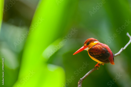 Female and male Rufous-backed Kingfisher bird(Ceyx Rufidorsa), smallest species of Kingfisher on the tree branch eating small fish with green nature background.Colorful bird with bokeh background. photo