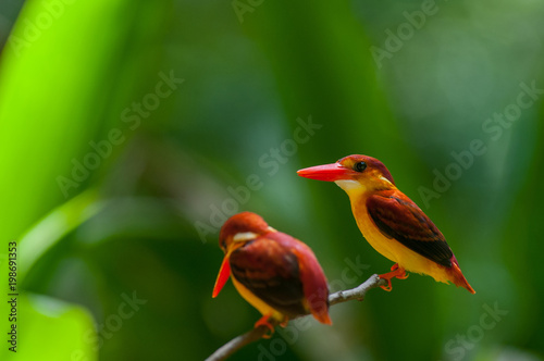 Female and male Rufous-backed Kingfisher bird(Ceyx Rufidorsa), smallest species of Kingfisher on the tree branch eating small fish with green nature background.Colorful bird with bokeh background. photo