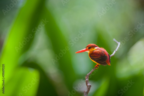 Female and male Rufous-backed Kingfisher bird(Ceyx Rufidorsa), smallest species of Kingfisher on the tree branch eating small fish with green nature background.Colorful bird with bokeh background. photo