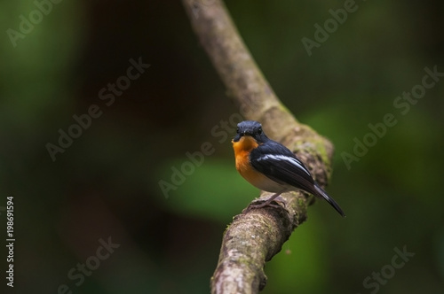 Rufous-chested flycatcher (Ficedula dumetoria) is a species of bird in the family Muscicapidae. Its natural habitats are subtropical or tropical moist montane forests.Bird on tree branch. photo