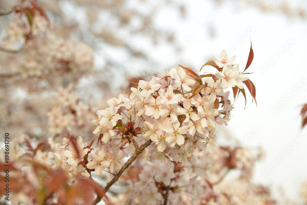 Fototapeta premium 桜