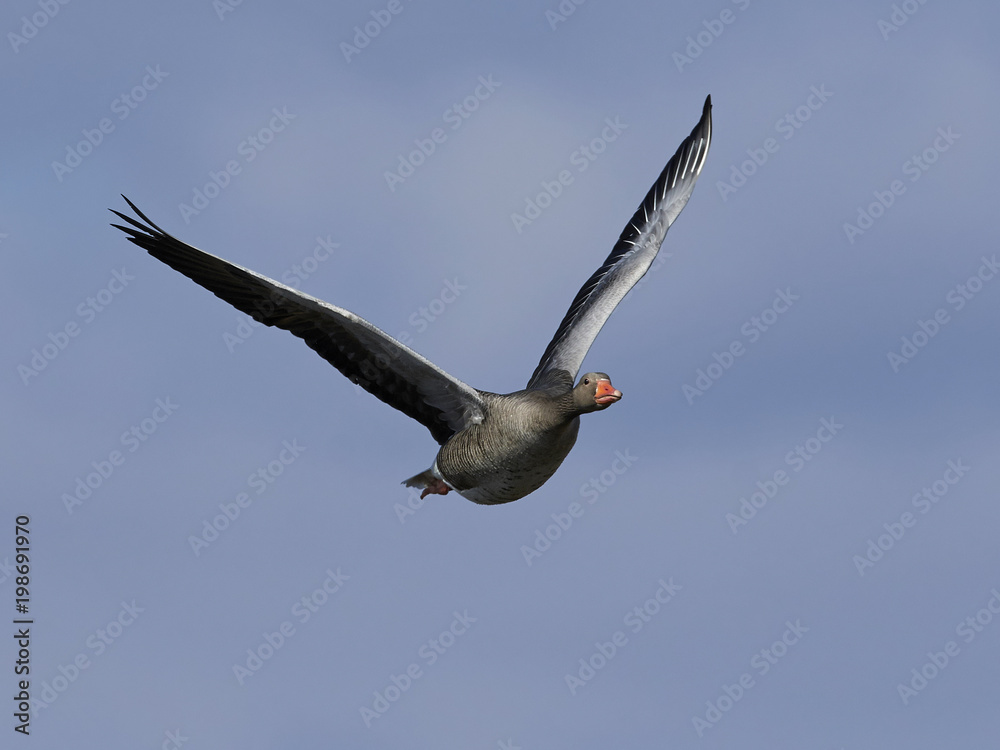 Obraz premium Greylag goose (Anser anser)