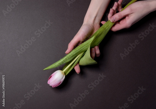 hands with tulips. the concept of laying flowers to fallen heroes photo