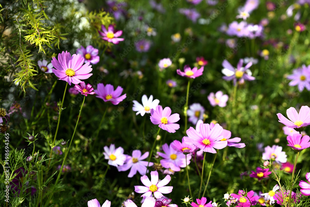 This one daisy blooms and stands apart on one edge of the screen This one daisy blooms and stands apart on one edge of the screen