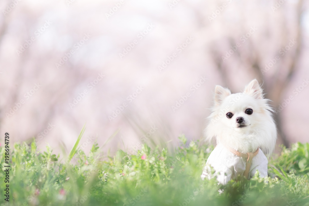 Fototapeta premium チワワと桜 15