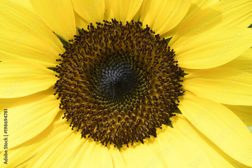 Fototapeta premium Zoomed right into this sunflower to see it up close to show the details