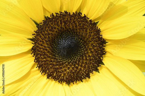 Zoomed right into this sunflower to see it up close to show the details