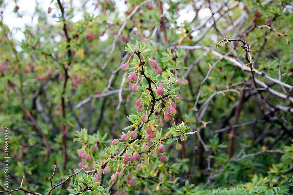 Shrub at Laguna Nimez, a wildlife reserve at El Calafate in Patagonia, Argentina Shrub at Laguna Nimez, a wildlife reserve at El Calafate in Patagonia, Argentina