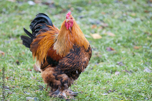 A big roostert. The Brahma breed has several subspecies. This meat and decorative breed is prevalent, mainly in the CIS countries.