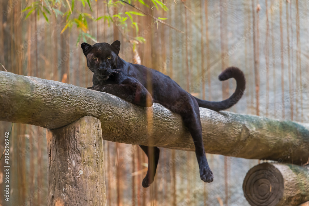 Panther big cheap cat