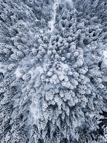 Aerial view of a snow covered pine trees
