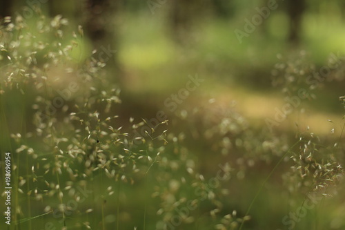 Close up of the leaves of grass in the forestn