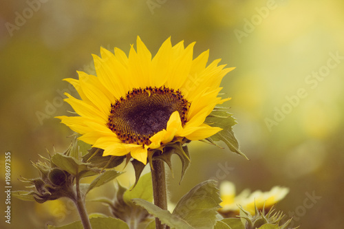 Sonnenblume, gelb