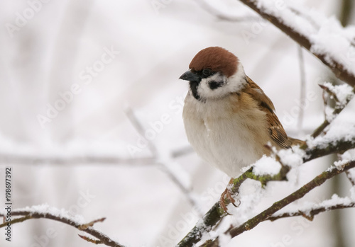 tree sparrow © Risto