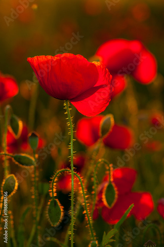 Detail of field of poppies in sunset in a shallow depth of field. Sunset harmony feeling view good as background for posters and banners. Warm sun light in spring evening