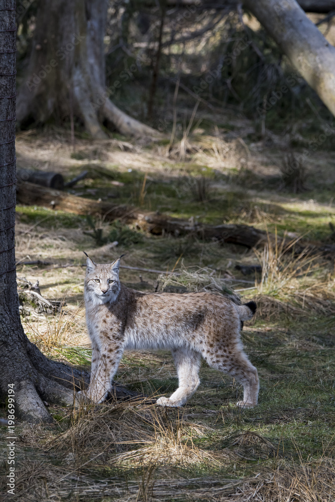 Obraz premium Luchs im Streiflicht
