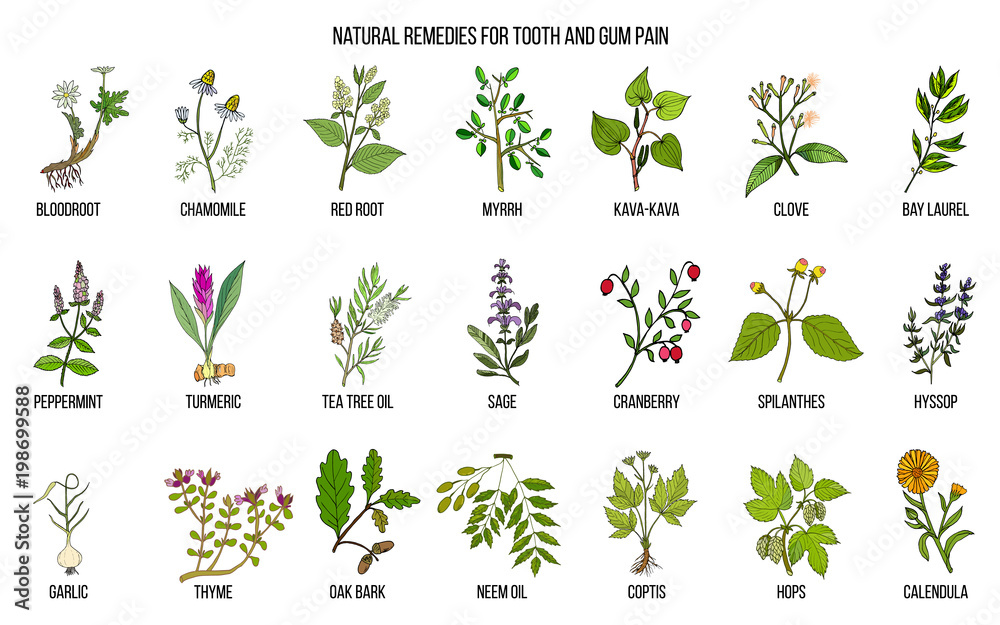 Natural remedies for tooth and gum pain, botanical set Stock Vector
