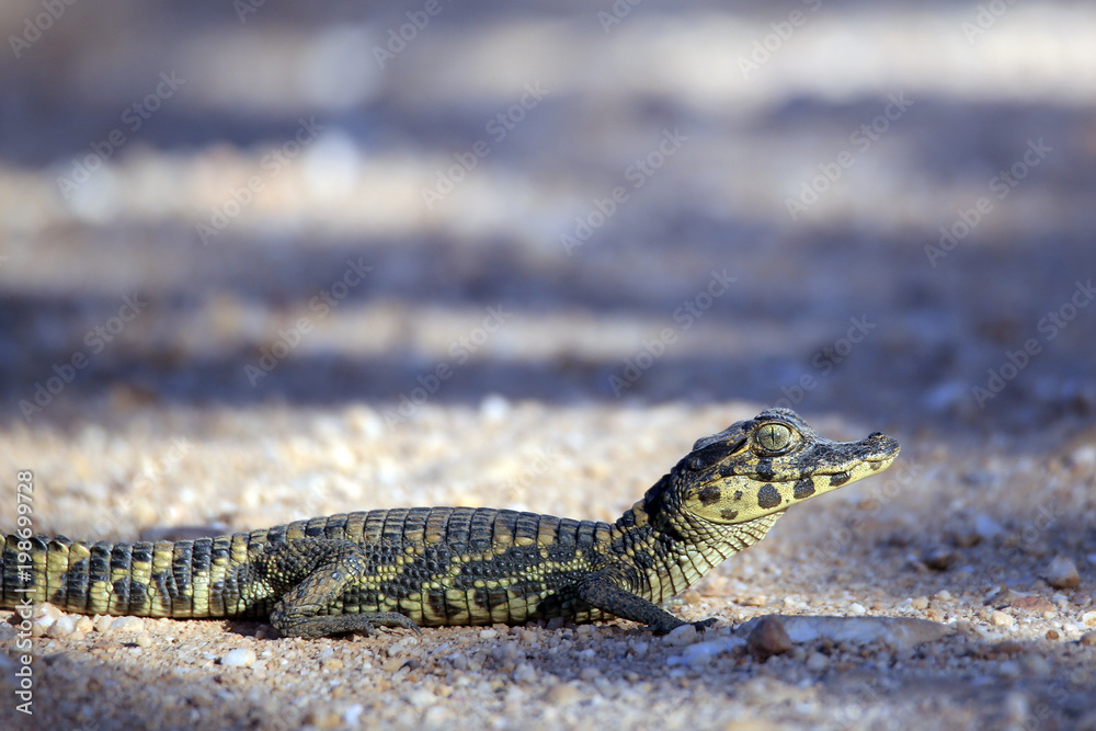 Naklejka premium Tiny Baby Caiman Crossing the Road (Caiman crocodilus) Pantanal, Brazil
