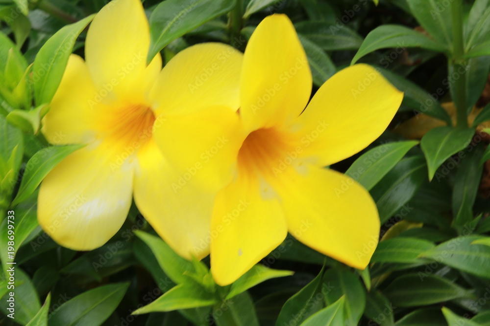 yellow, flower, background, flowers, nature, floral, beautiful, close, beauty, fresh, petal, plant, spring, garden, blossom, flora, summer, natural, green, up, daisy, bright, closeup, bloom, white, ma yellow, flower, background, flowers, nature, floral, beautiful, close, beauty, fresh, petal, plant, spring, garden, blossom, flora, summer, natural, green, up, daisy, bright, closeup, bloom, white, ma