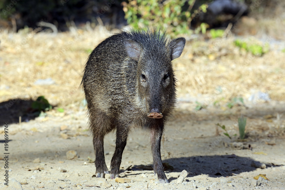 Young Collared Peccary (Pecari tajacu) Facing the Camera. Pantanal, Brazil Young Collared Peccary (Pecari tajacu) Facing the Camera. Pantanal, Brazil