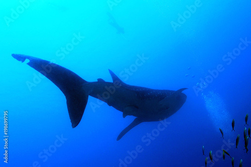 Whale Shark Silhouette, with Snorkeler by the Surface. South Ari Atoll, Maldives