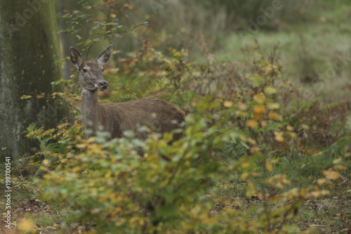 biche