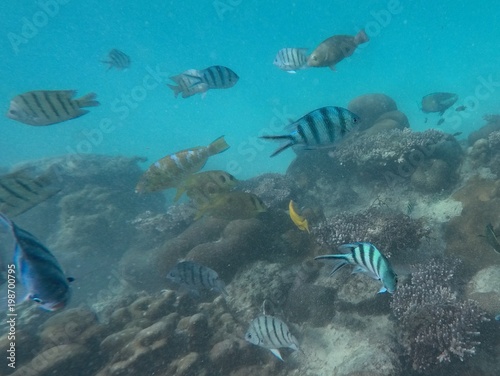Fish under water in very blue water in Malaysia diving and snorkeling