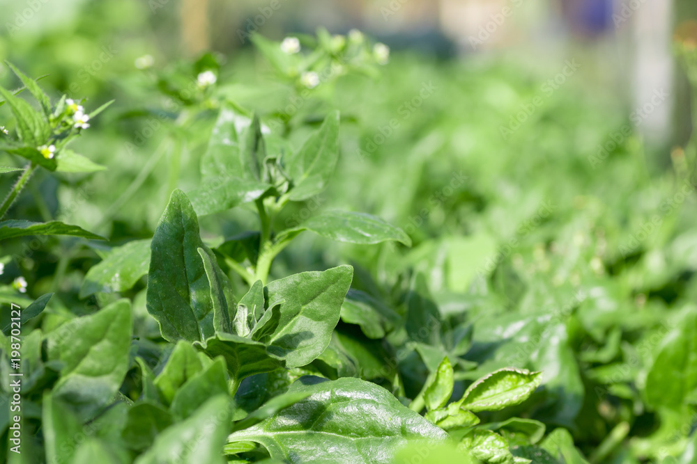 leaves of New Zealand Spinach harvest in organic farm