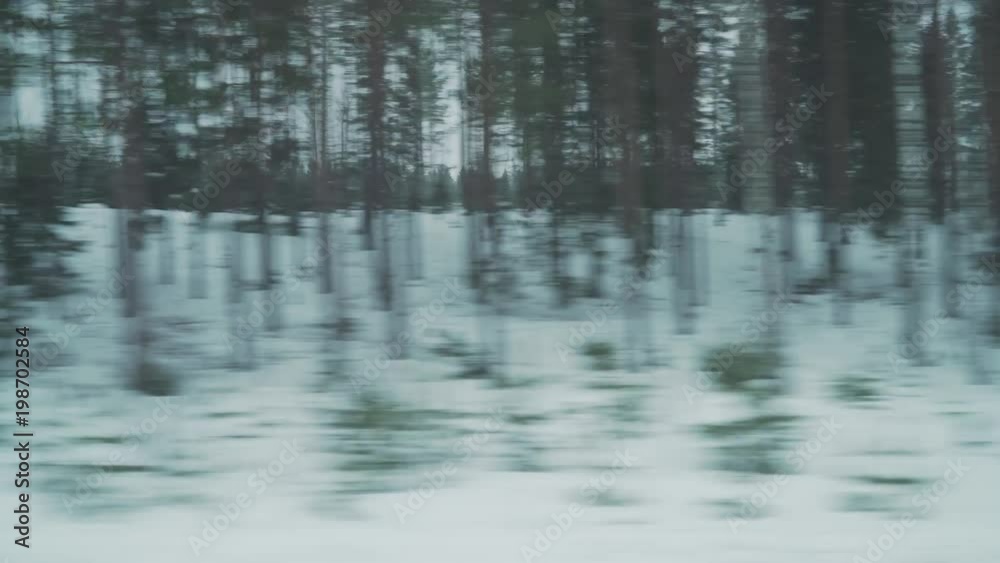 driving plate from window of a train of winter forest driving plate from window of a train of winter forest