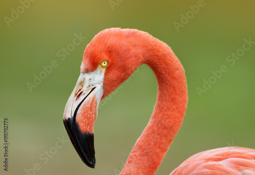 Close-up of American flamingo against green background