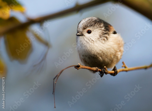 Long tailed tit perching on a branch