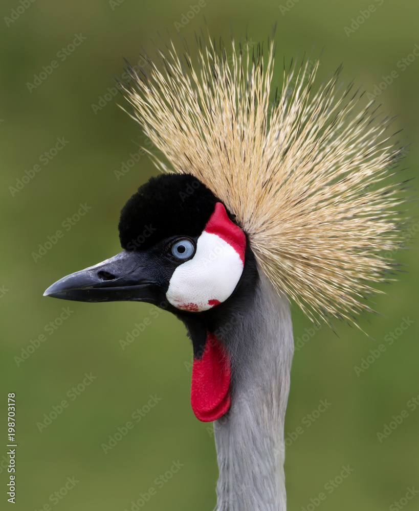 Fototapeta premium Close up of a Grey crowned crane