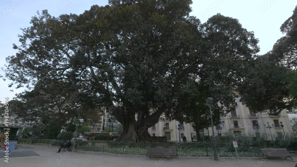 Old Ficus tree in Valencia Old Ficus tree in Valencia