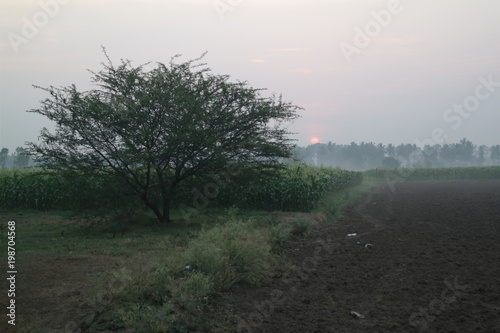 corn fields morning