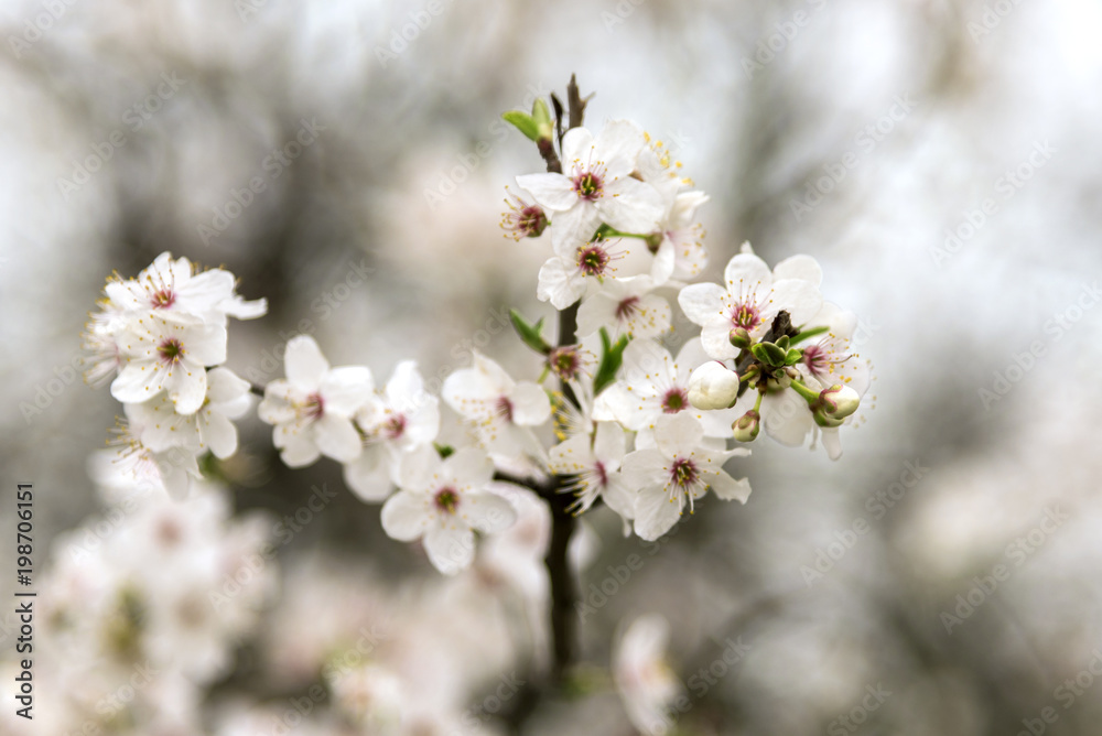 Spring flowers on branch tree. Blossoming apricot with some blurred bokeh effect. Colorful petal background.