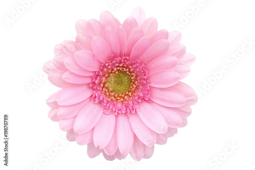 Gerbera is a flower characterized by many corals and most often used by florists in bouquets as a cut flower because it is distinctive and large.  