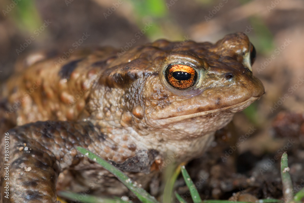 Obraz premium Common toad (Bufo bufo)