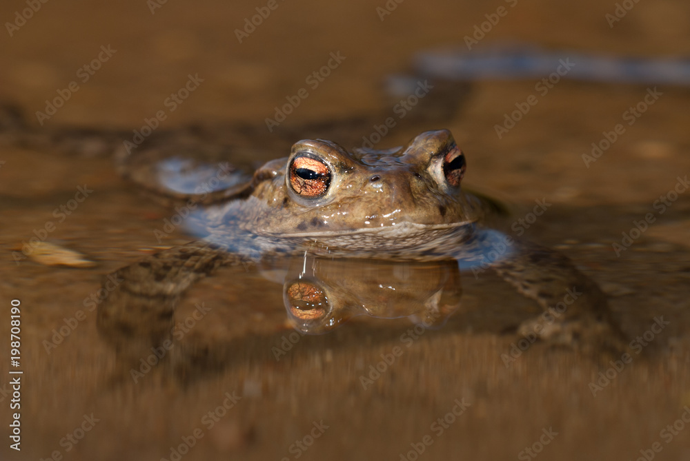 Common toad (Bufo bufo) Common toad (Bufo bufo)