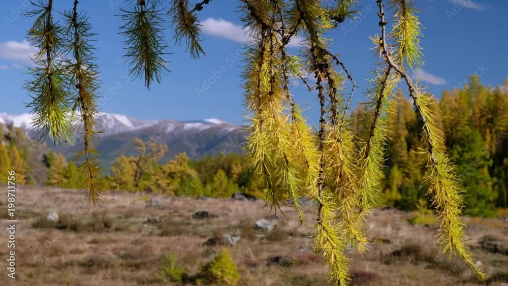 Video of North Chuiskiy Ridge with Larix branches on foreground and mountains with larch forest on background. Altai