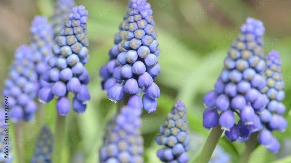 blue grape hyacinth flower blossom on springtime. blue grape hyacinth flower blossom on springtime.