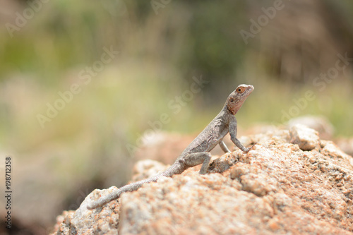 Lizard © Arkadiusz