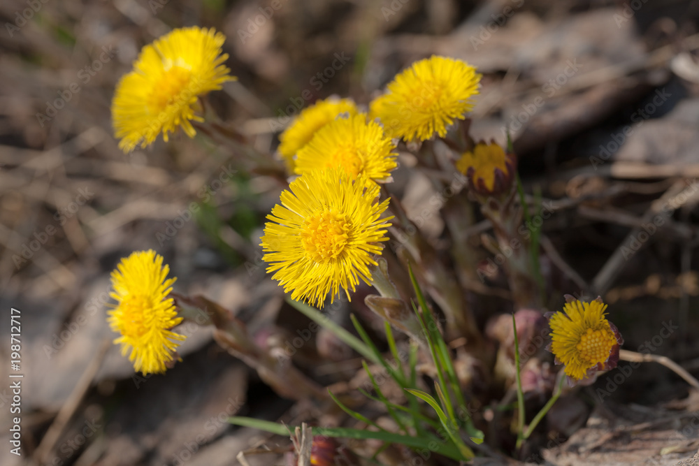 flowering coltsfoot in the spring flowering coltsfoot in the spring