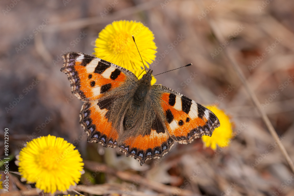 Obraz premium butterfly in spring