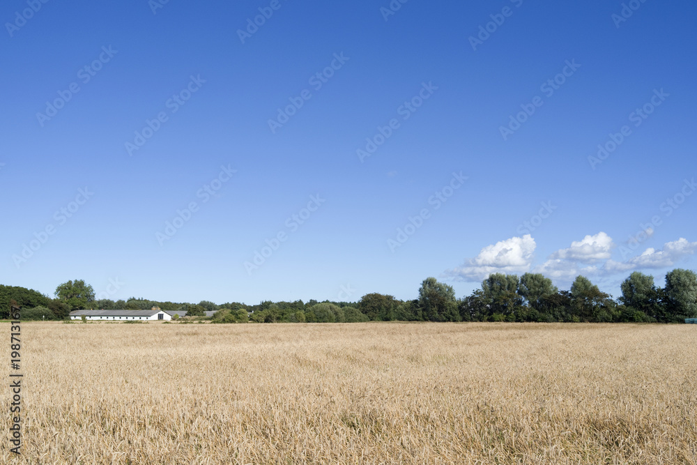 Laesoe / Denmark: View over a cornfield in Vesteroe Syd