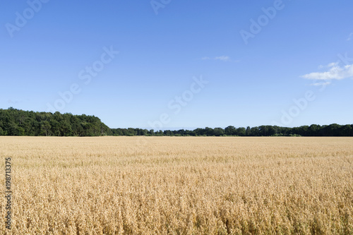 Laesoe / Denmark: View over a cornfield in Vesteroe Syd