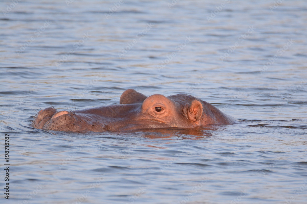 Fototapeta premium Rino