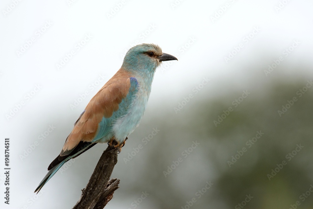 Fototapeta premium Bird of Africa