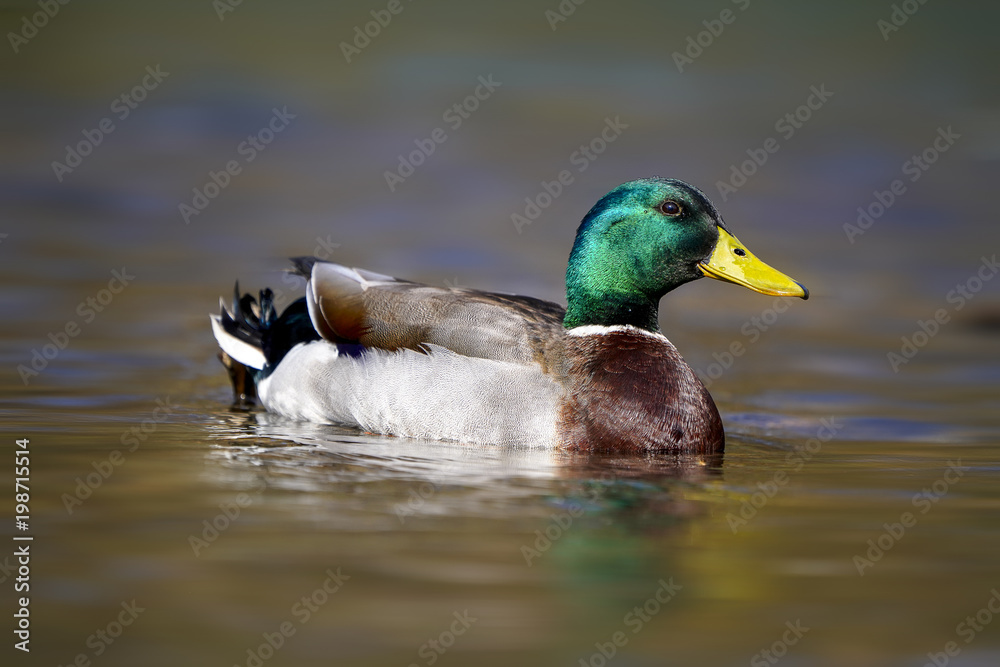Mallard Duck Mallard Duck